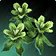 Silkweed