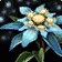 Snow Lily